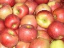 купить крымские яблоки оптом